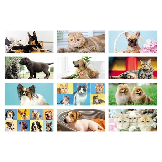 cani-e-gatti-1.webp