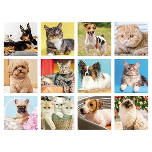 cani-e-gatti-1.webp