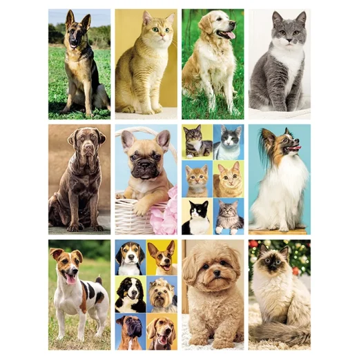 cani-e-gatti-1.webp